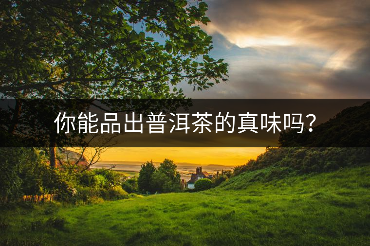 你能品出普洱茶的真味嗎？