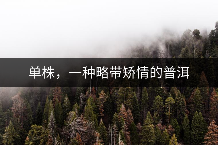 單株，一種略帶矯情的普洱