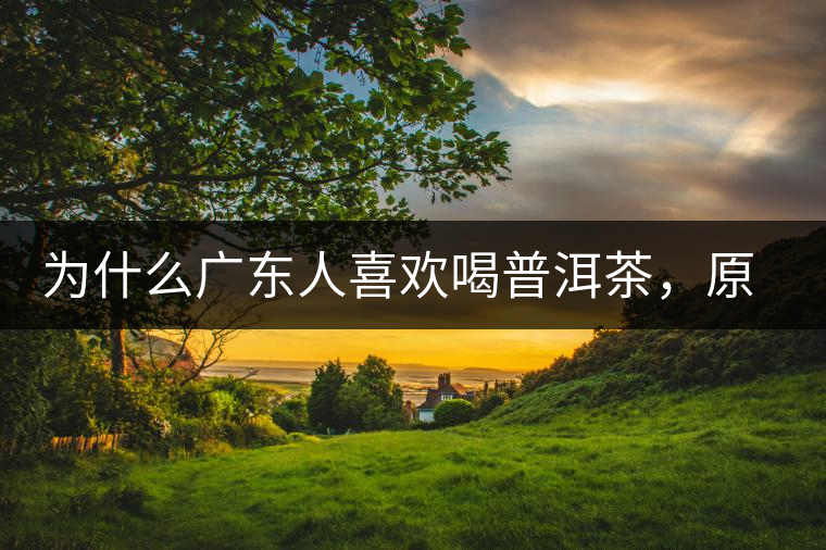 為什么廣東人喜歡喝普洱茶，原因你絕對想不到！