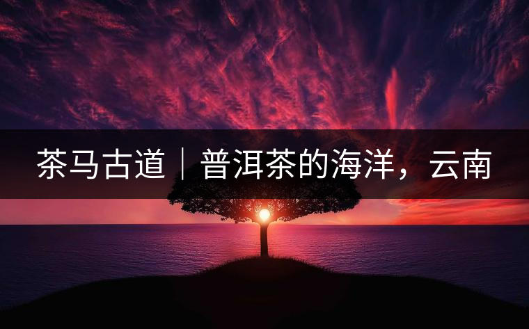 茶馬古道｜普洱茶的海洋，云南