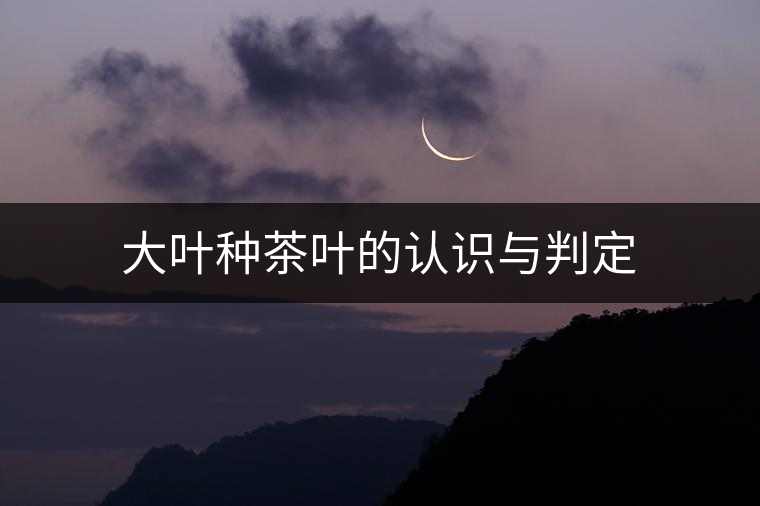 大葉種茶葉的認(rèn)識(shí)與判定 大葉種茶葉的認(rèn)識(shí)與判定