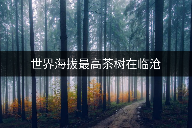 世界海拔最高茶樹在臨滄 世界海拔最高茶樹在臨滄