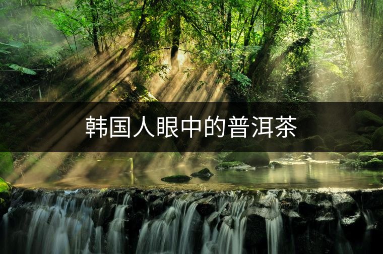 韓國(guó)人眼中的普洱茶