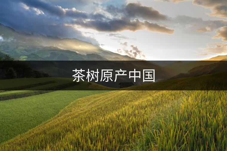 茶樹原產(chǎn)中國(guó) 茶樹原產(chǎn)中國(guó)
