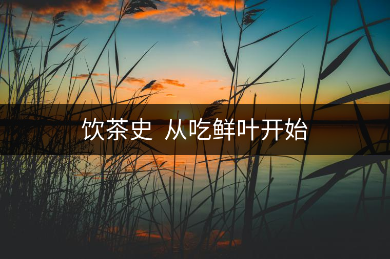 飲茶史  從吃鮮葉開(kāi)始