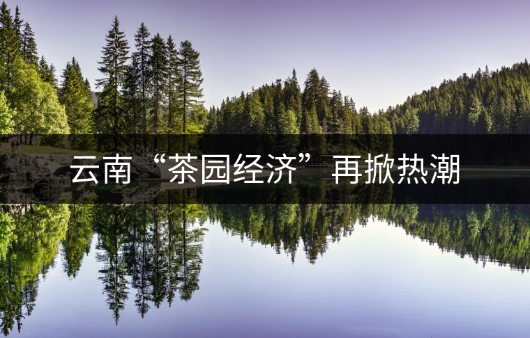 云南“茶園經(jīng)濟”再掀熱潮 云南“茶園經(jīng)濟”再掀熱潮