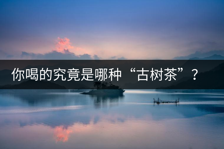 你喝的究竟是哪種“古樹茶”？（收茶必備知識）