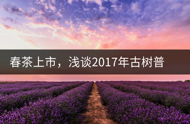 春茶上市，淺談2017年古樹普洱茶的市場增值潛力