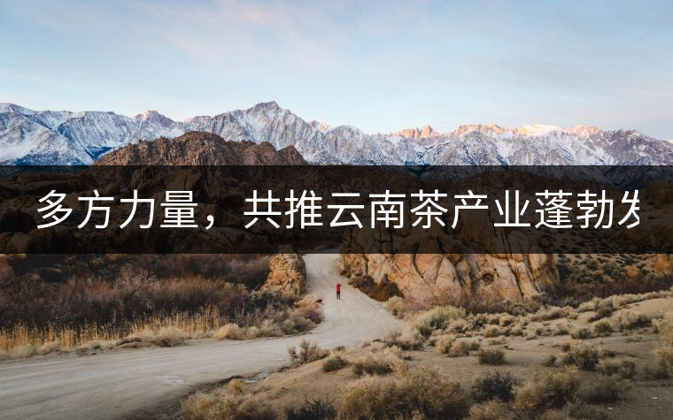 多方力量，共推云南茶產(chǎn)業(yè)蓬勃發(fā)展！