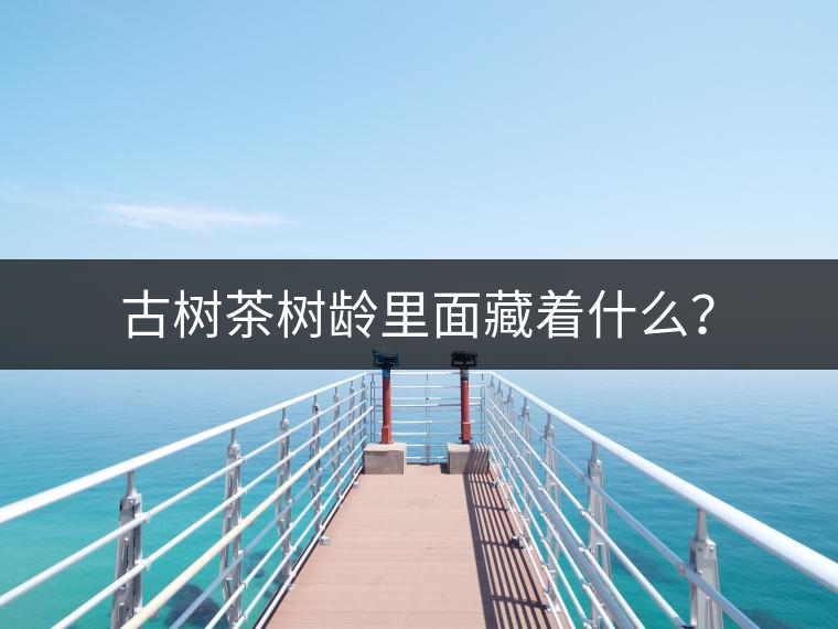 古樹茶樹齡里面藏著什么？