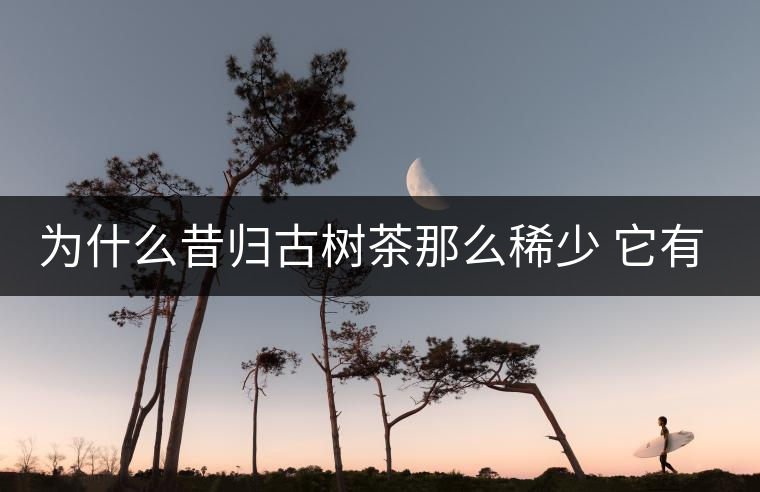 為什么昔歸古樹茶那么稀少 它有什么特點(diǎn)？