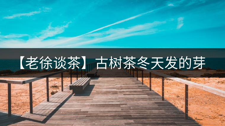 【老徐談茶】古樹茶冬天發(fā)的芽稱為冬茶？滋味如何呢？