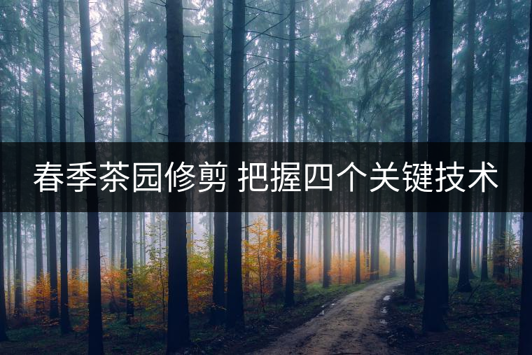 春季茶園修剪 把握四個關鍵技術(shù)