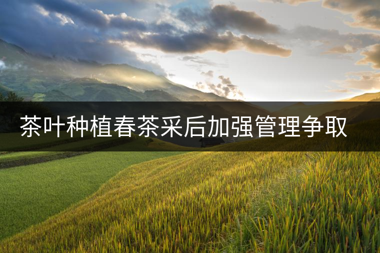 茶葉種植春茶采后加強(qiáng)管理爭取夏秋茶效益 茶葉種植春茶采后加強(qiáng)管理爭取夏秋茶效益