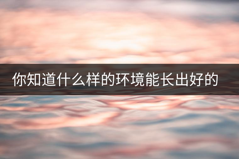 你知道什么樣的環(huán)境能長(zhǎng)出好的古樹普洱茶嗎？