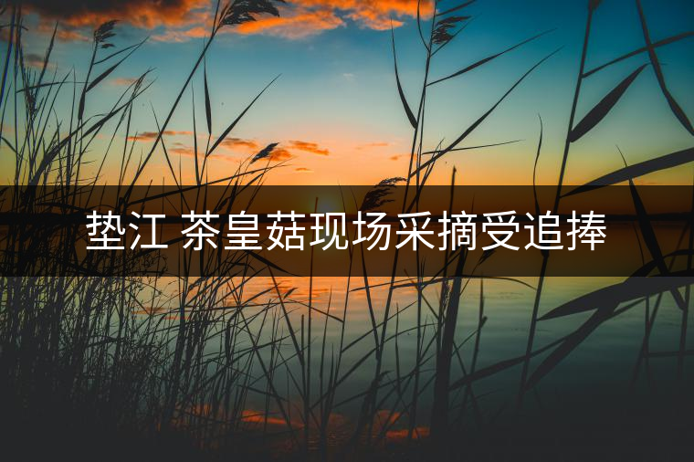 墊江 茶皇菇現(xiàn)場(chǎng)采摘受追捧 墊江 茶皇菇現(xiàn)場(chǎng)采摘受追捧