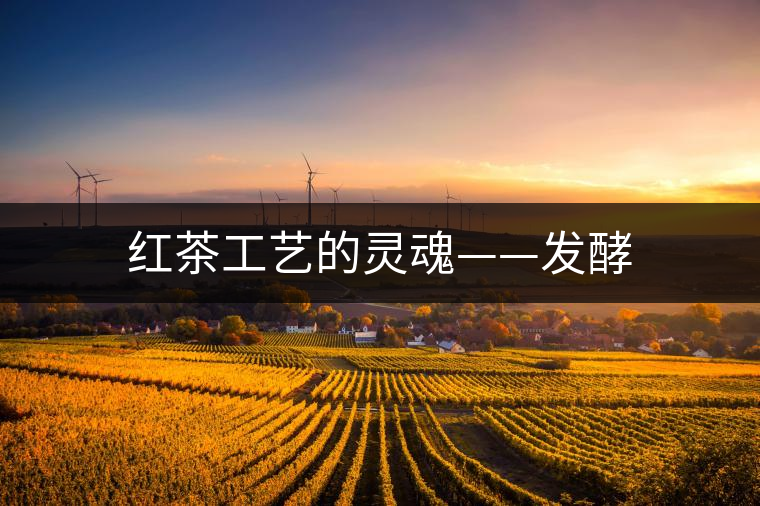 紅茶工藝的靈魂——發(fā)酵 紅茶工藝的靈魂——發(fā)酵