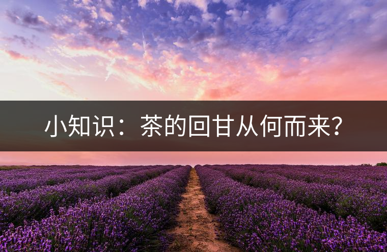 小知識(shí)：茶的回甘從何而來(lái)？