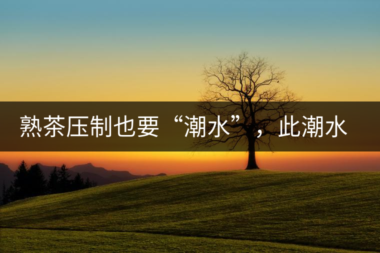 熟茶壓制也要“潮水”，此潮水的目的是什么？