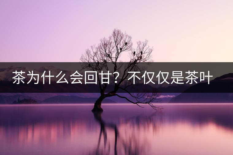 茶為什么會回甘？不僅僅是茶葉中含糖那么簡單