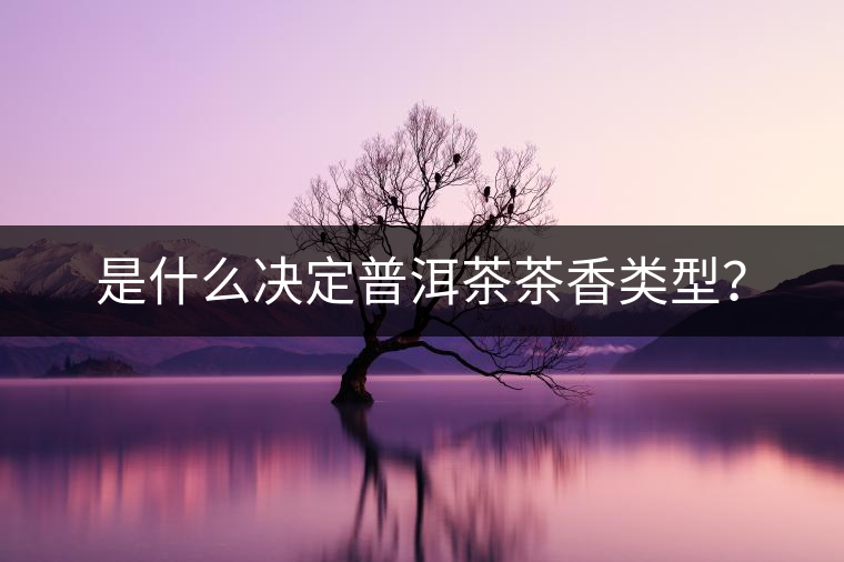 是什么決定普洱茶茶香類型？