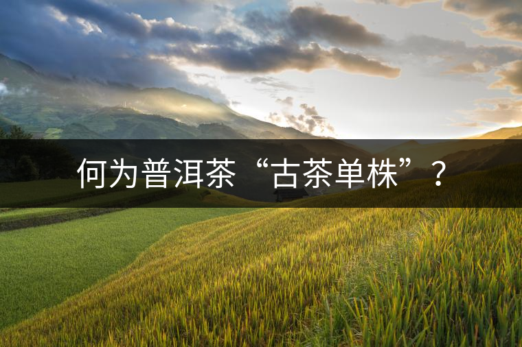 何為普洱茶“古茶單株”？