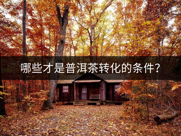 哪些才是普洱茶轉(zhuǎn)化的條件？