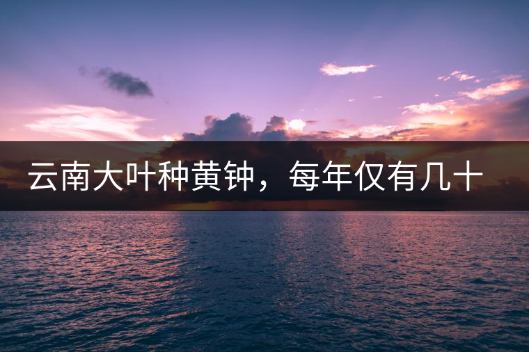 云南大葉種黃鐘，每年僅有幾十公斤的產(chǎn)量，堪稱茶界的“大熊貓”