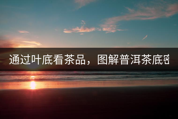 通過(guò)葉底看茶品，圖解普洱茶底密碼！