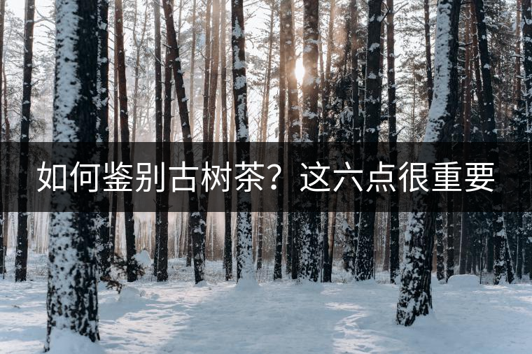 如何鑒別古樹茶？這六點(diǎn)很重要