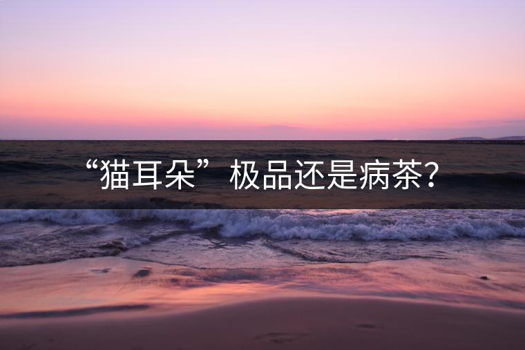 “貓耳朵”極品還是病茶？