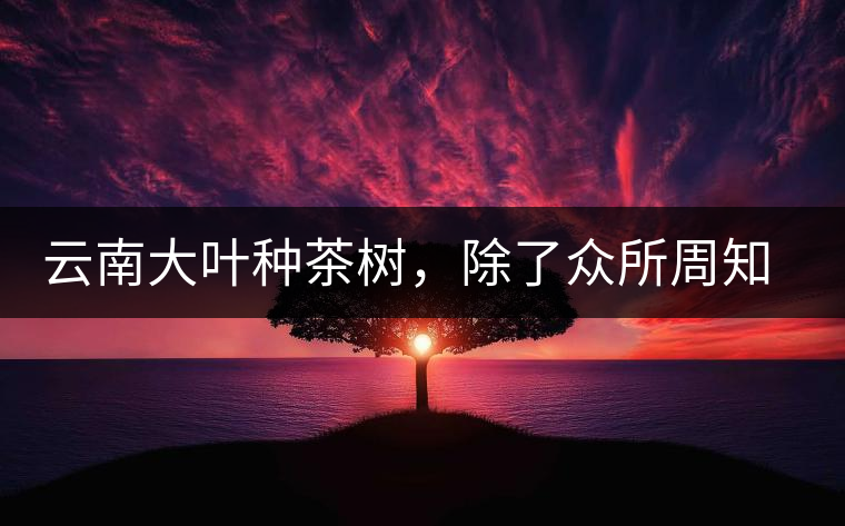 云南大葉種茶樹，除了眾所周知的“勐庫種”“勐海種”以外，還有那些品質(zhì)獨特的品種呢