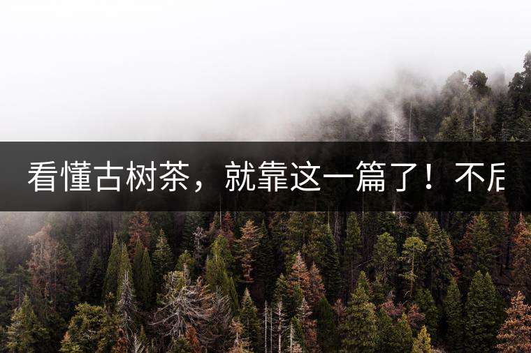 看懂古樹茶，就靠這一篇了！不后悔!