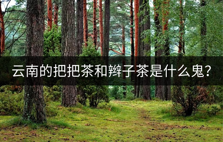 云南的把把茶和辮子茶是什么鬼？