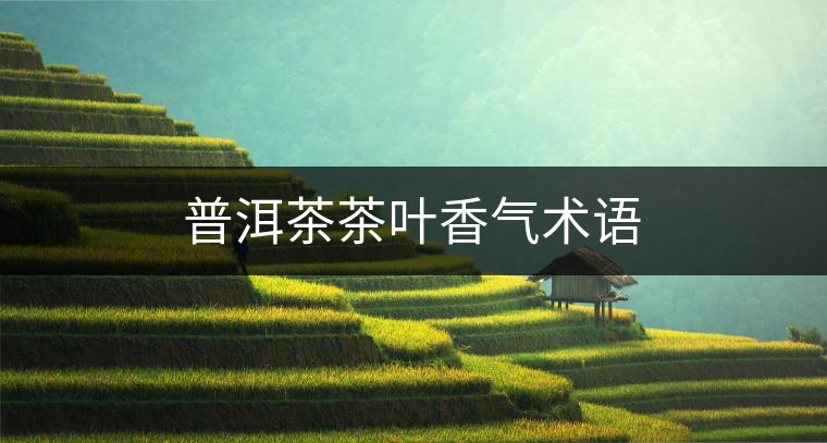 普洱茶茶葉香氣術(shù)語 普洱茶茶葉香氣術(shù)語