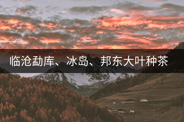臨滄勐庫(kù)、冰島、邦東大葉種茶的解析