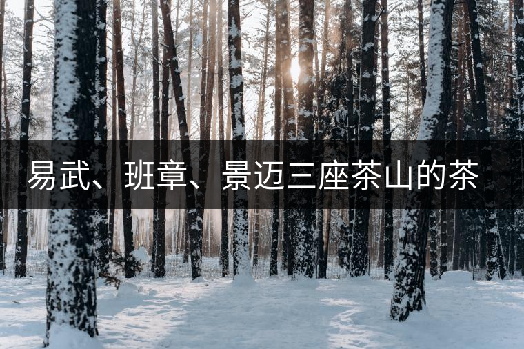 易武、班章、景邁三座茶山的茶比較
