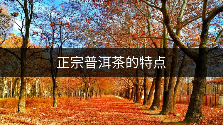 正宗普洱茶的特點 正宗普洱茶的特點