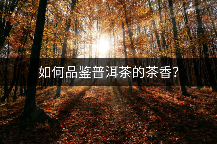 如何品鑒普洱茶的茶香？