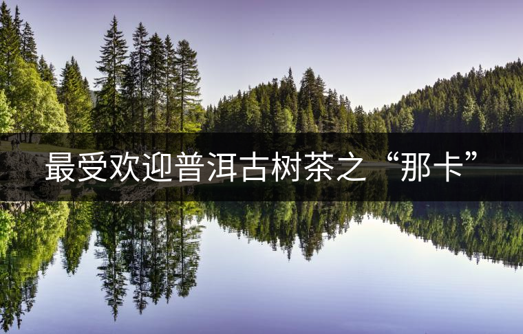 最受歡迎普洱古樹茶之“那卡” 最受歡迎普洱古樹茶之“那卡”
