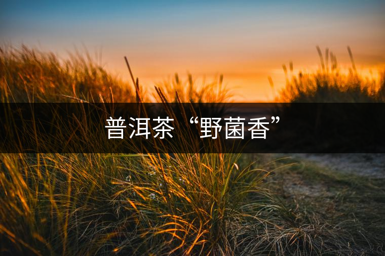 普洱茶“野菌香”