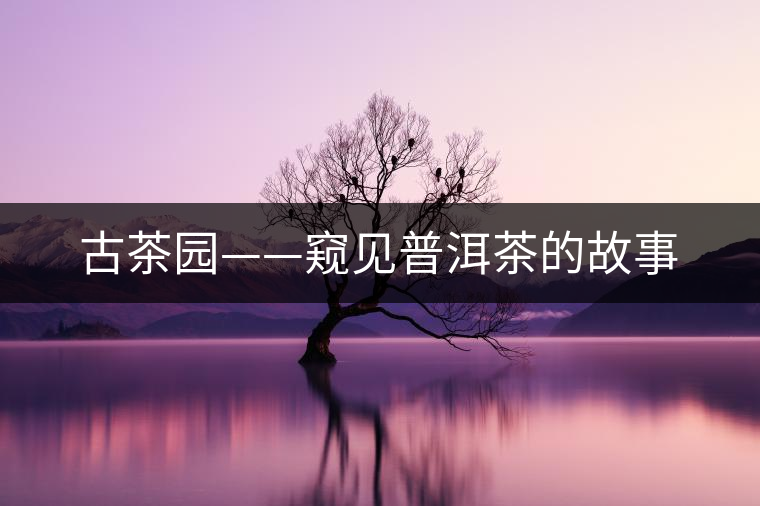 古茶園——窺見普洱茶的故事 古茶園——窺見普洱茶的故事