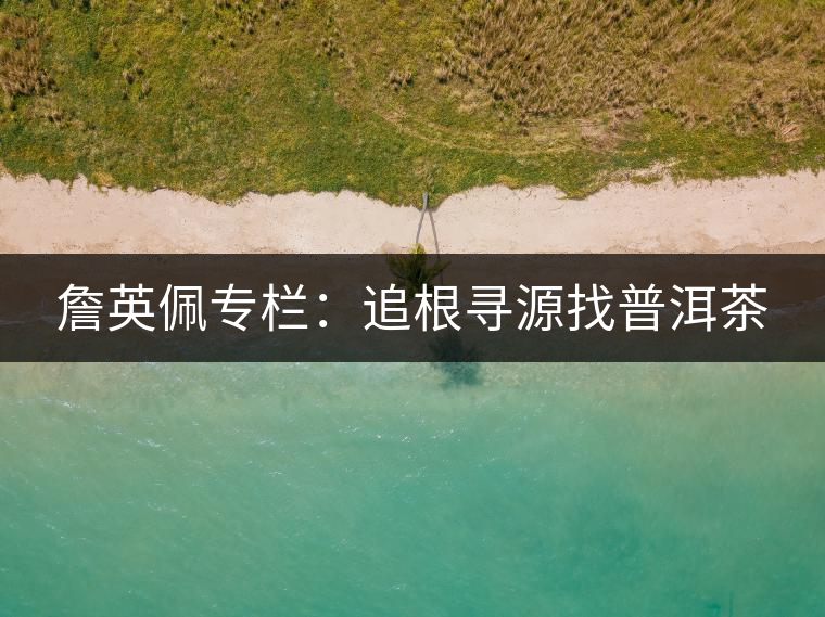 詹英佩專欄：追根尋源找普洱茶