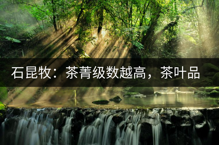 石昆牧：茶菁級(jí)數(shù)越高，茶葉品質(zhì)就越好？