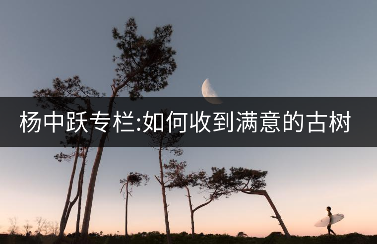 楊中躍專欄:如何收到滿意的古樹茶 楊中躍專欄:如何收到滿意的古樹茶