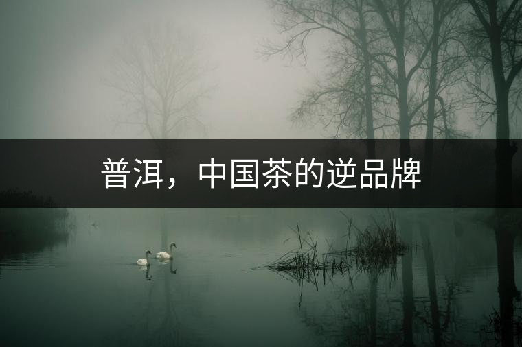 普洱，中國茶的逆品牌
