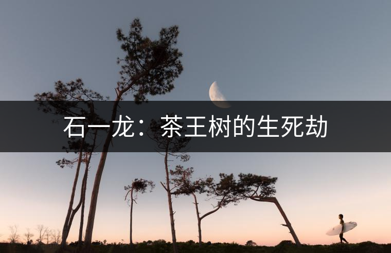 石一龍：茶王樹的生死劫