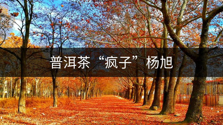 普洱茶“瘋子”楊旭 普洱茶“瘋子”楊旭