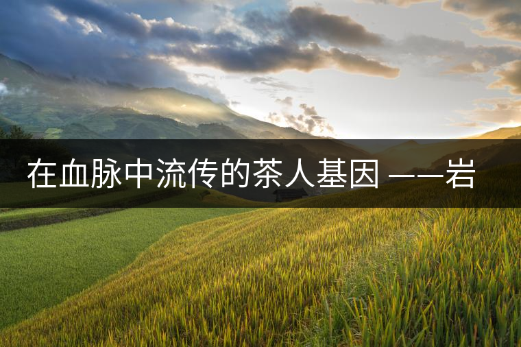 在血脈中流傳的茶人基因 ——巖罕嫩 在血脈中流傳的茶人基因 ——巖罕嫩