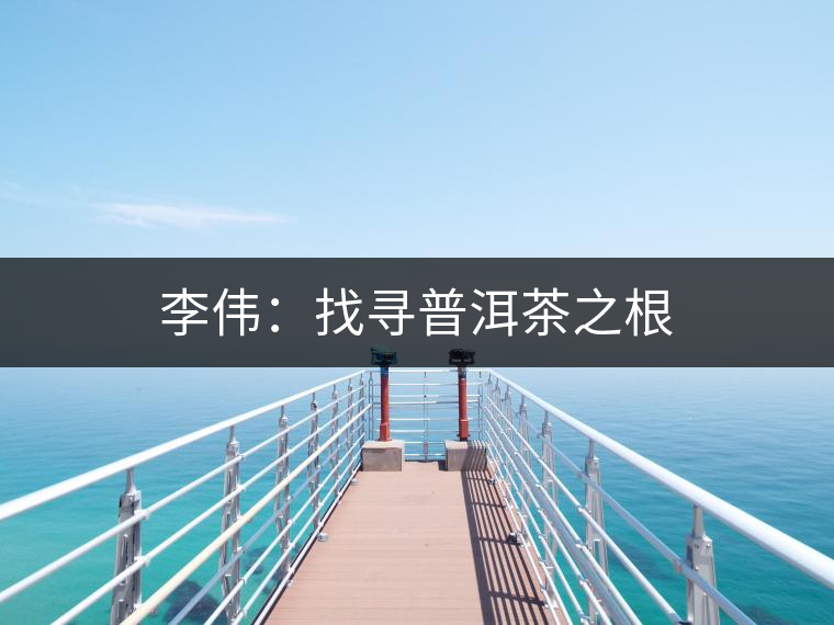 李偉:找尋普洱茶之根 李偉:找尋普洱茶之根